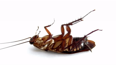 Modern Pest Control